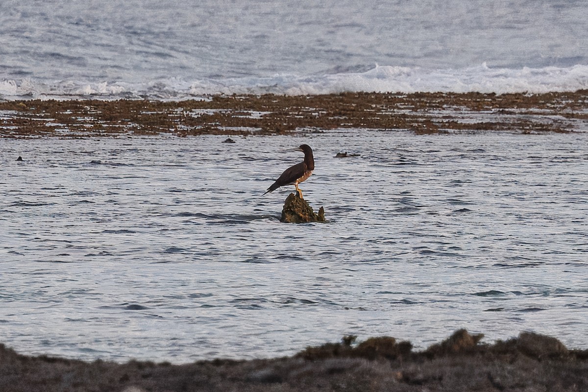 Red-footed Booby - ML630377092