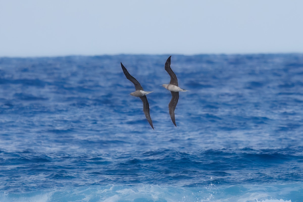 terej červenonohý - ML630377093