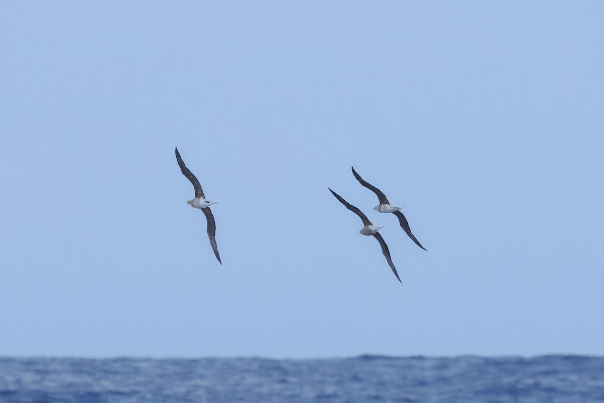 terej červenonohý - ML630377094