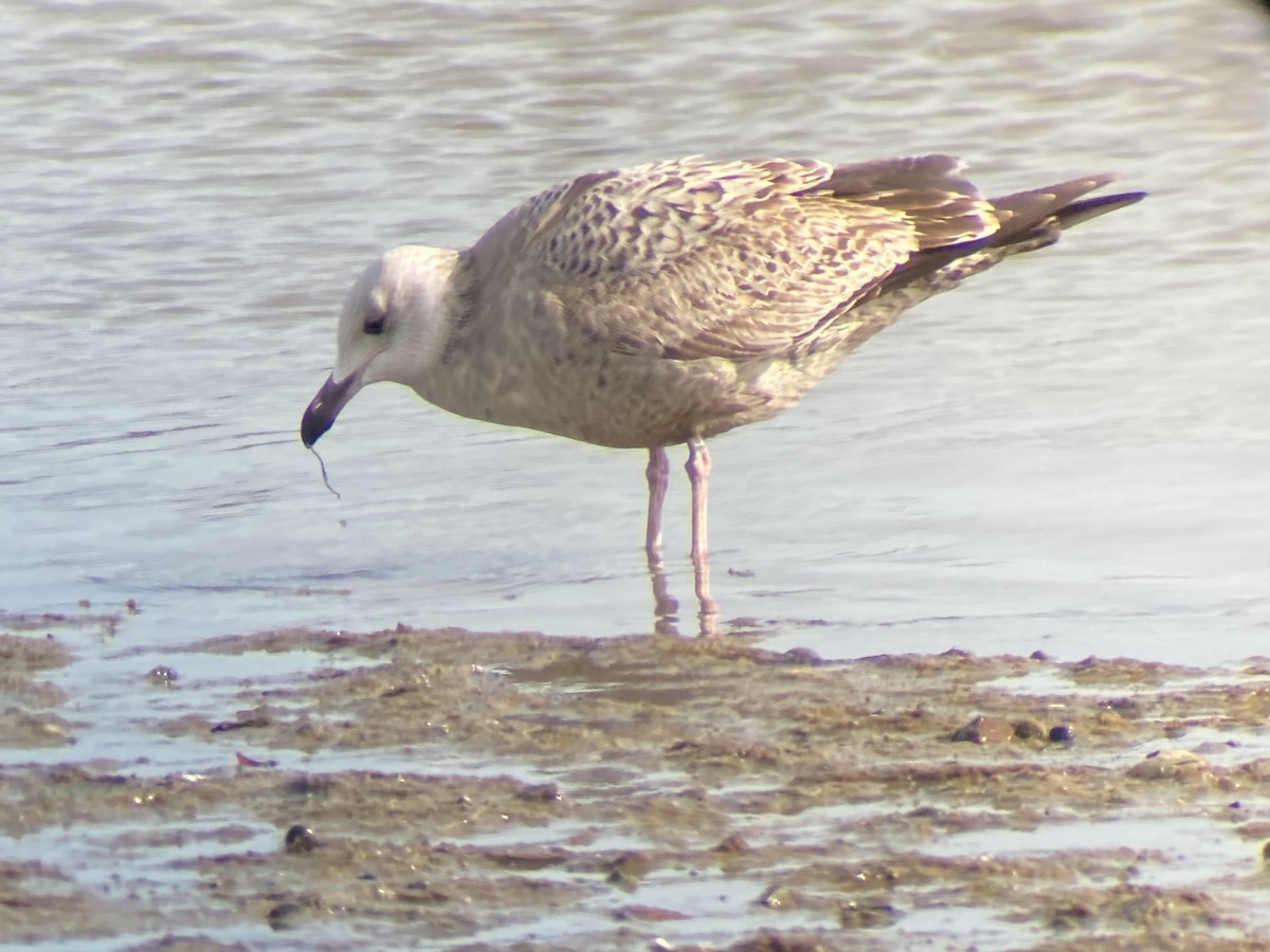 American Herring Gull - ML630377109