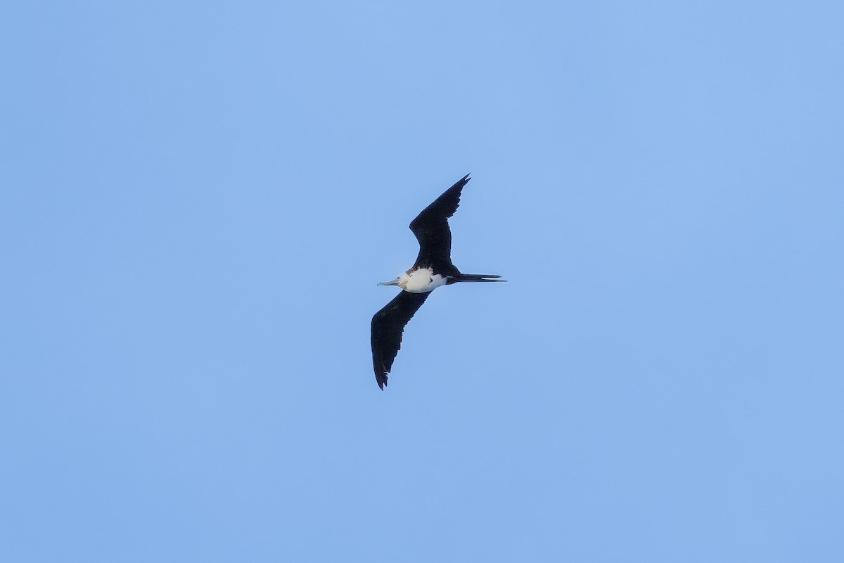 fregatka obecná - ML630377201