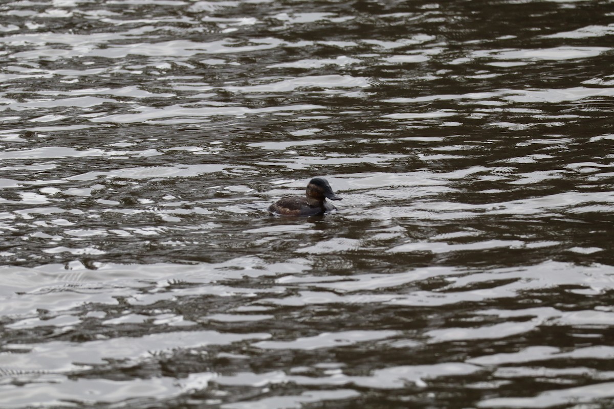Ruddy Duck - ML630377359
