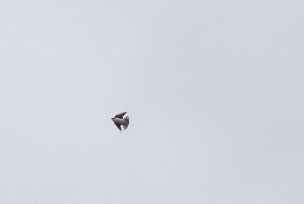 Tree Swallow - ML630377383