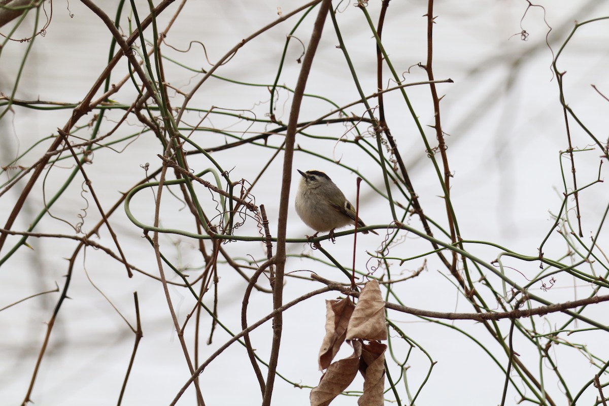 Golden-crowned Kinglet - ML630377527