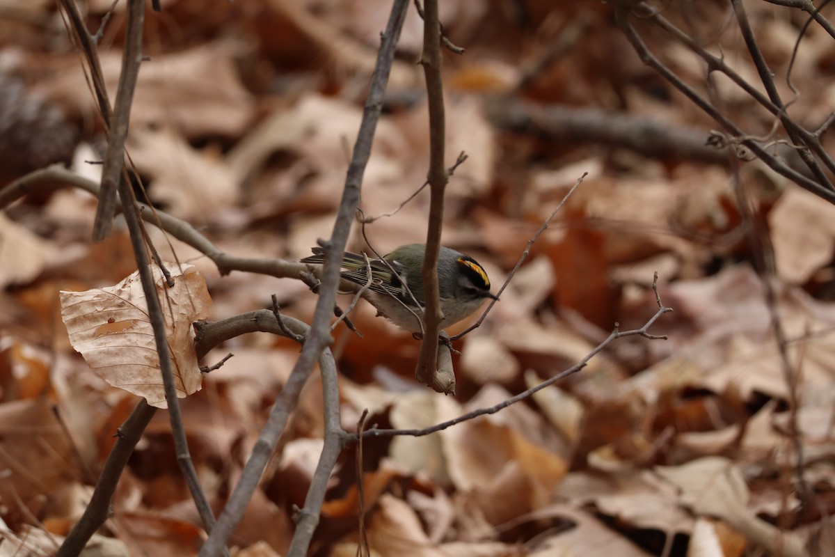 Golden-crowned Kinglet - ML630377529