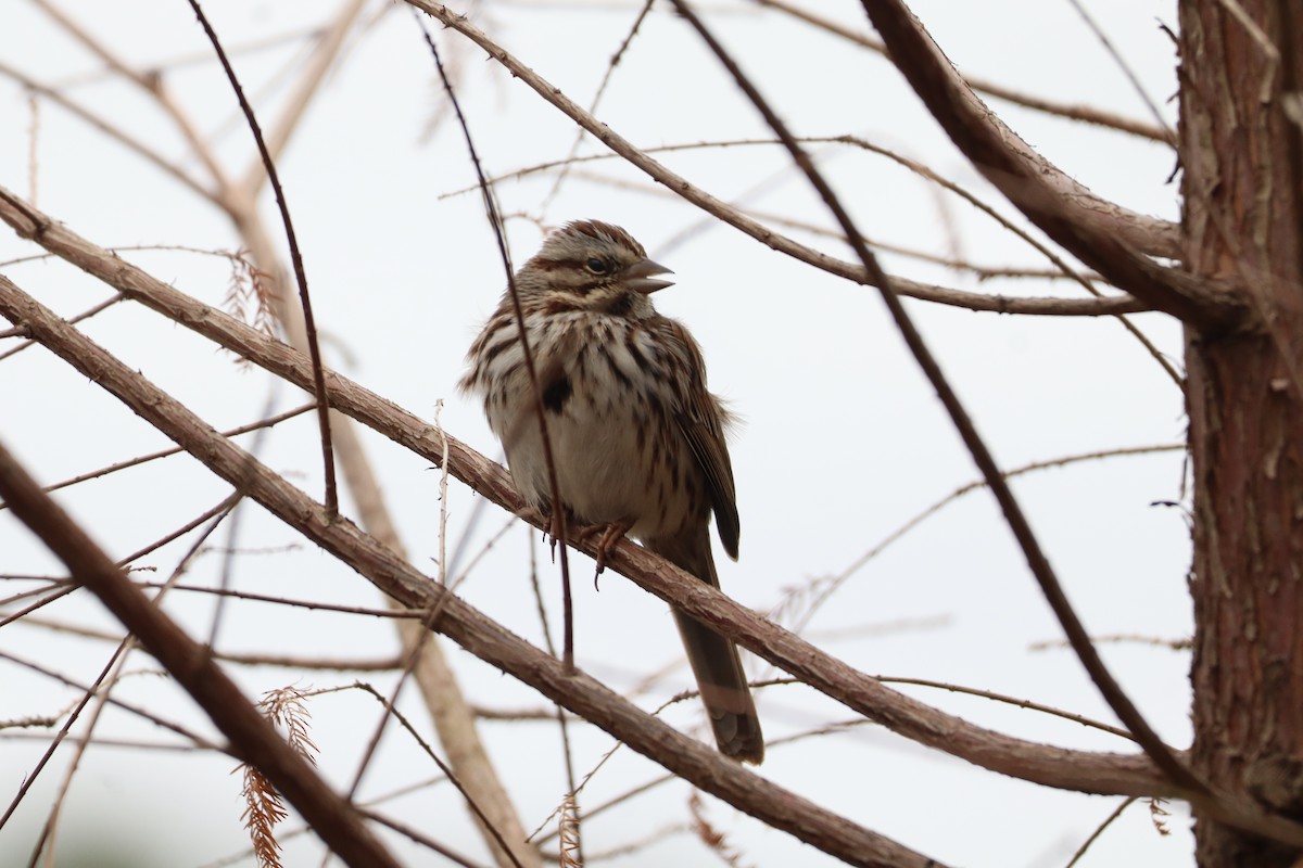 Song Sparrow - ML630377553