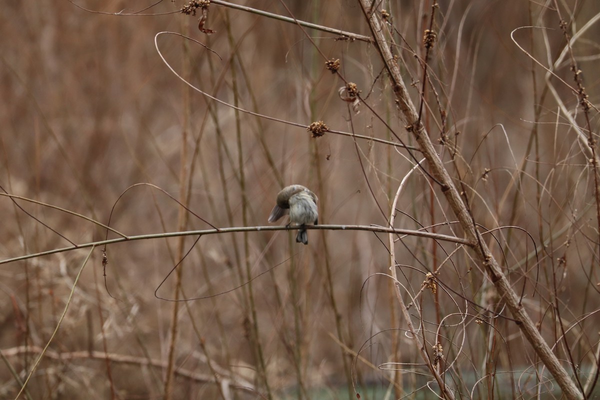 Yellow-rumped Warbler - ML630377566