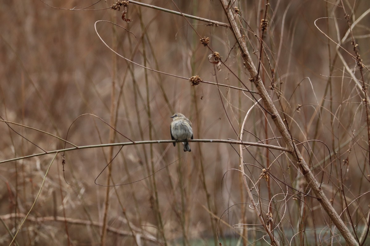 Yellow-rumped Warbler - ML630377567