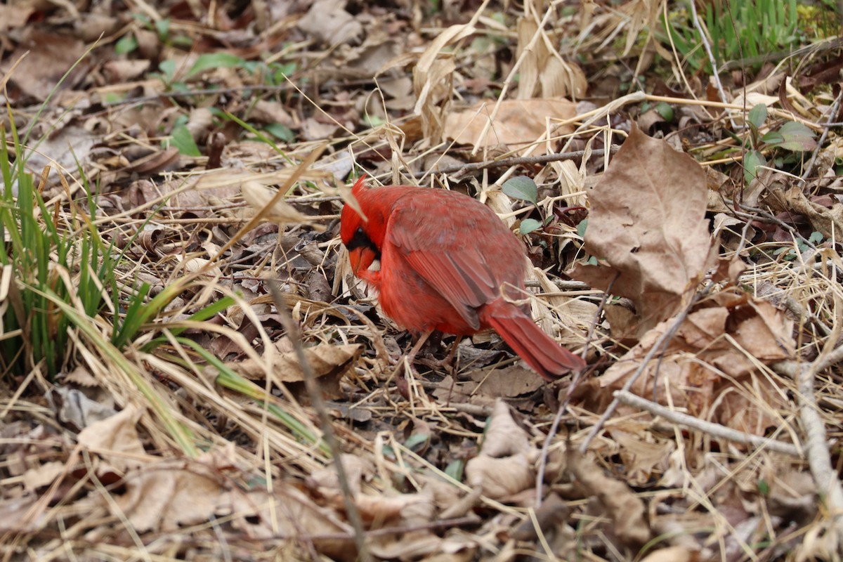 Northern Cardinal - ML630377590