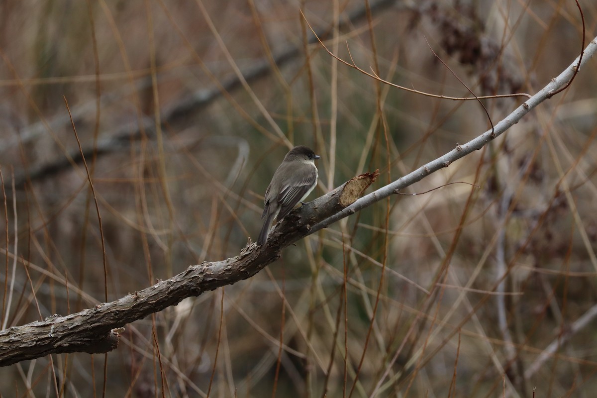 Eastern Phoebe - ML630377609