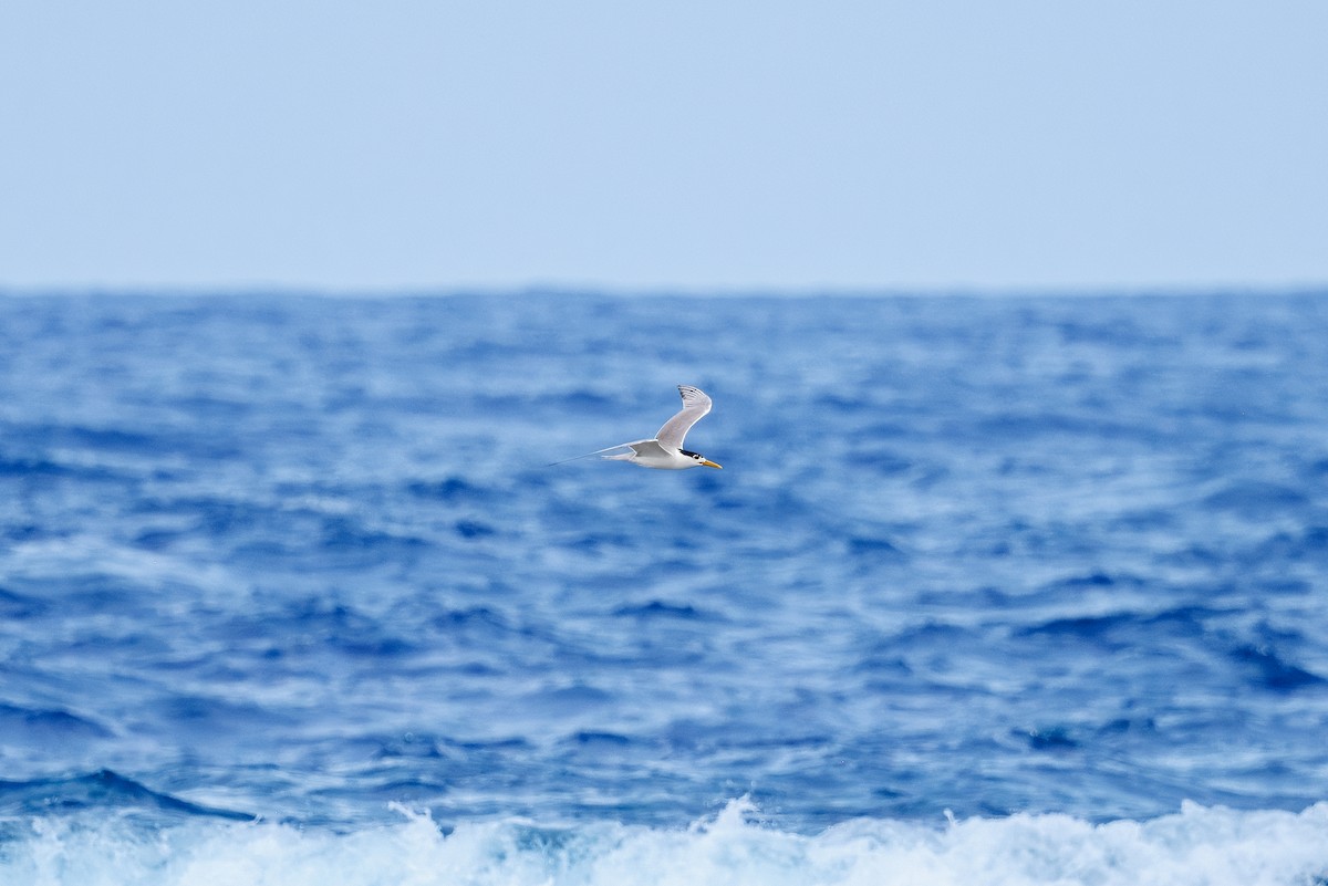 rybák chocholatý - ML630377653