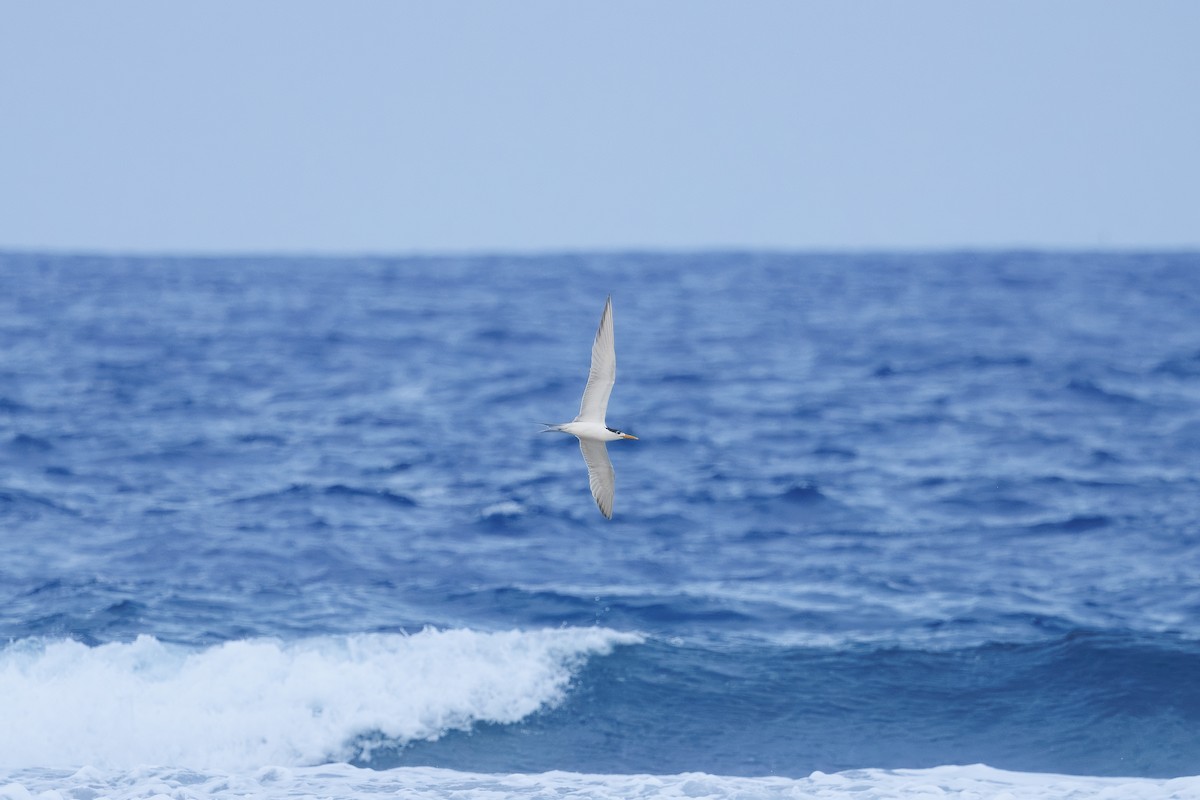 rybák chocholatý - ML630377654