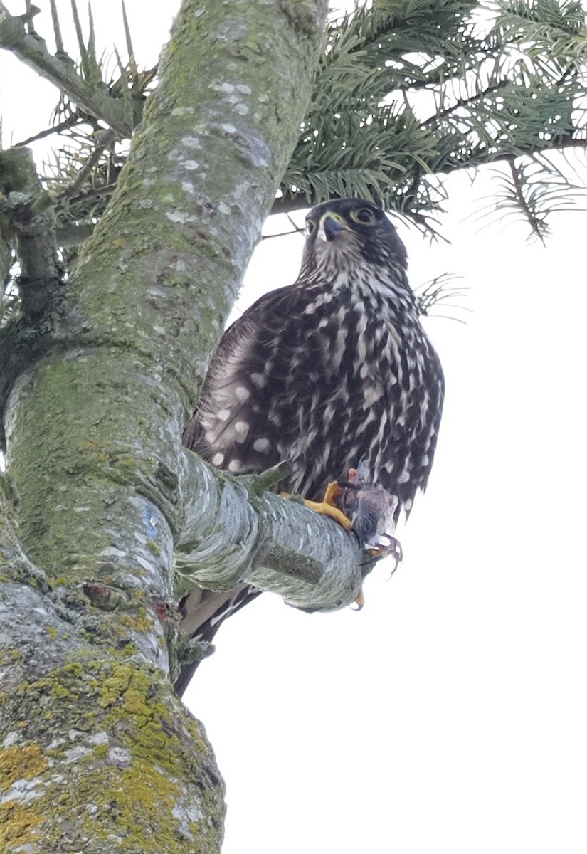 Peregrine Falcon - ML630377655