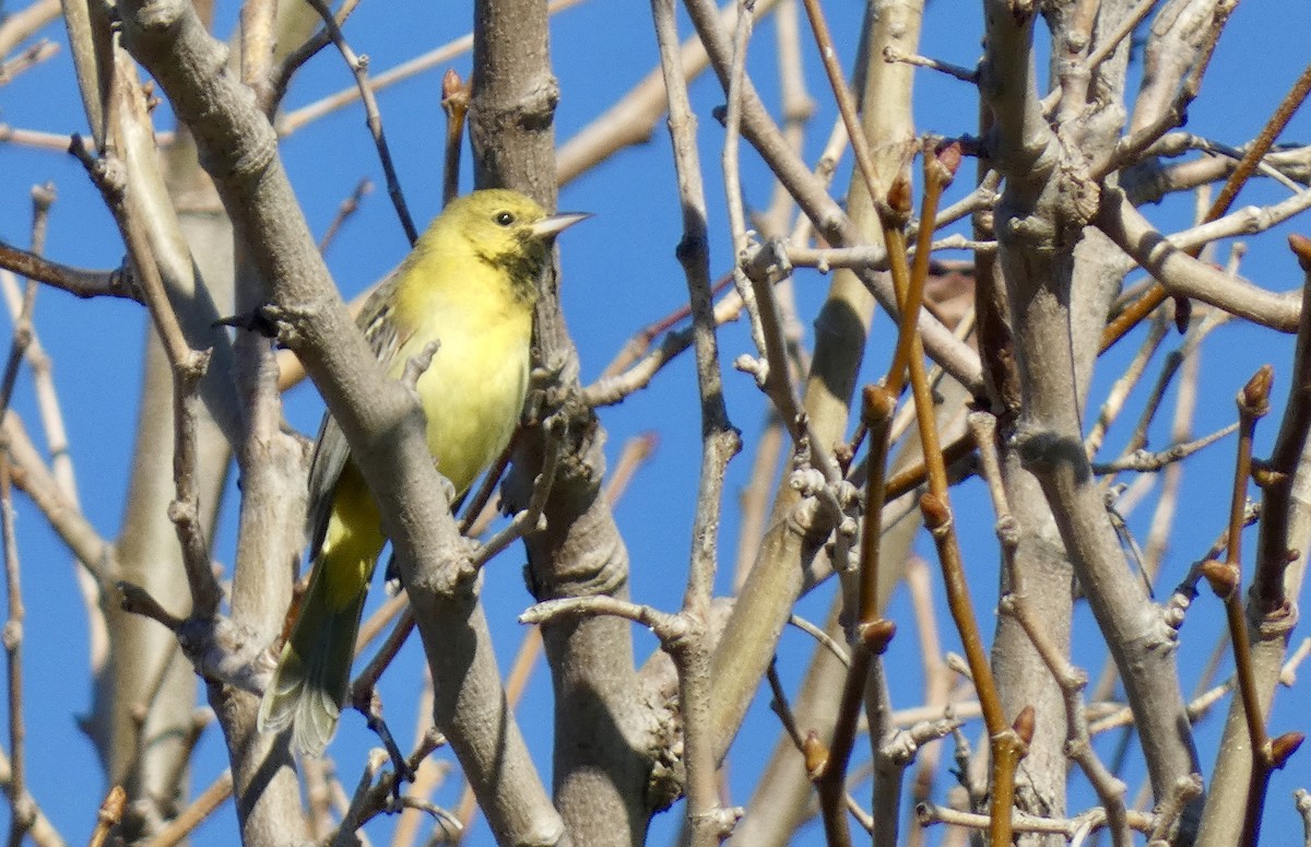 Orchard Oriole - ML630377796