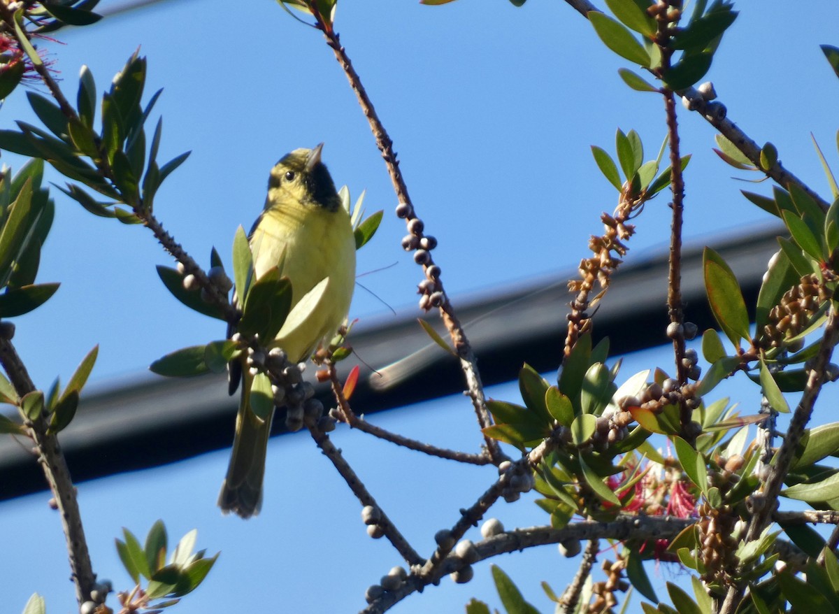 Orchard Oriole - ML630377797