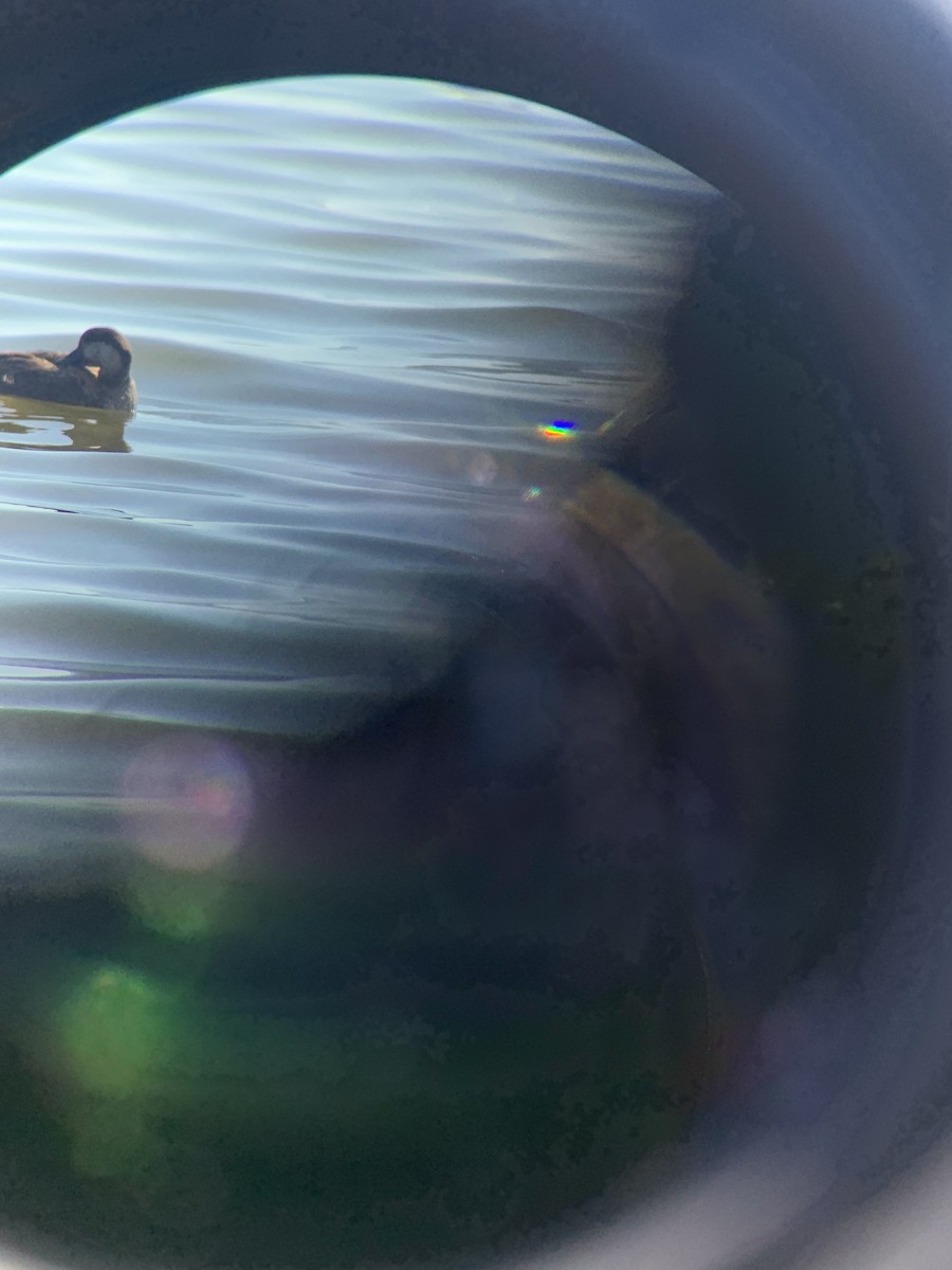 Black Scoter - ML630377945