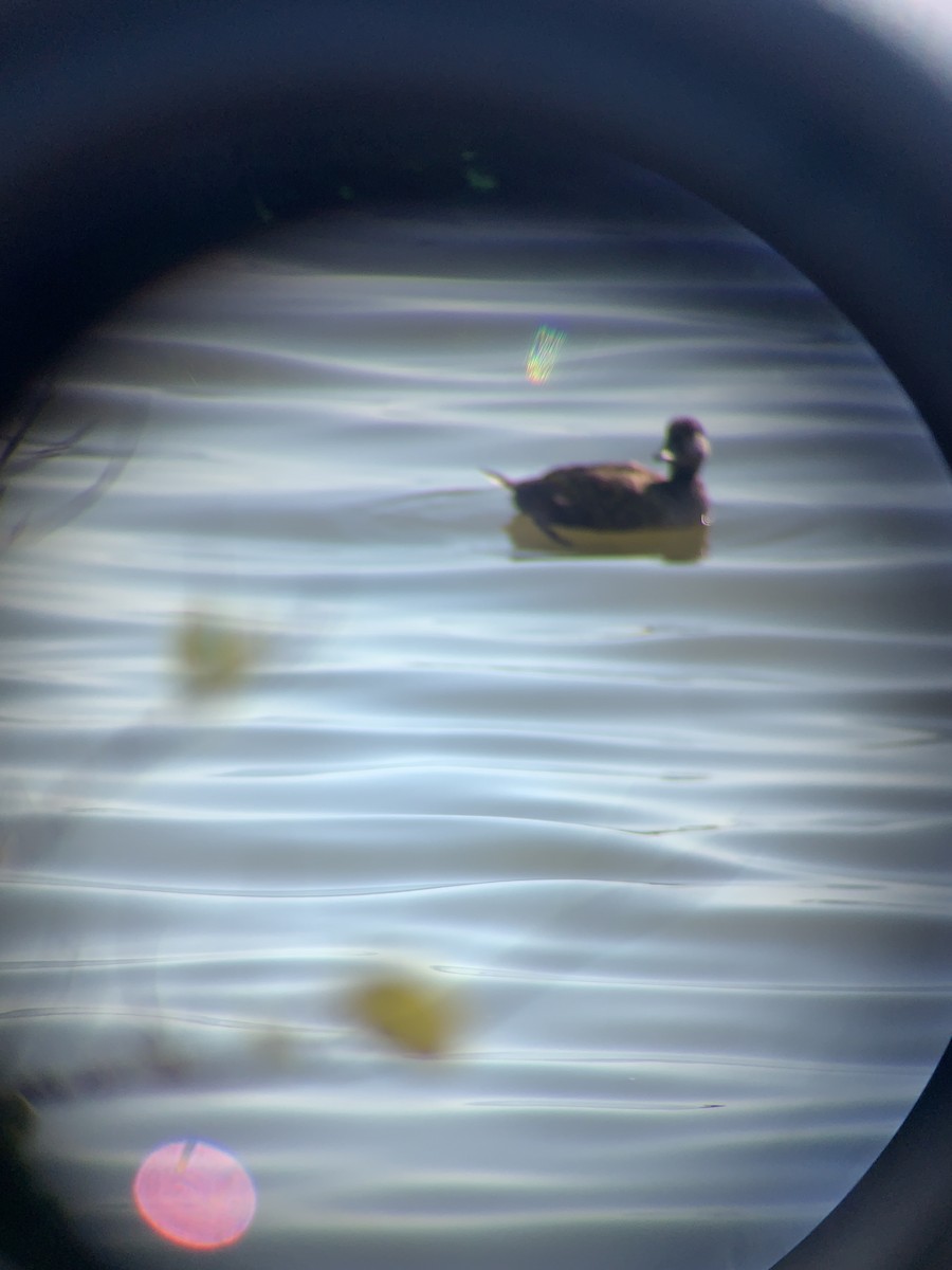 Black Scoter - ML630377949