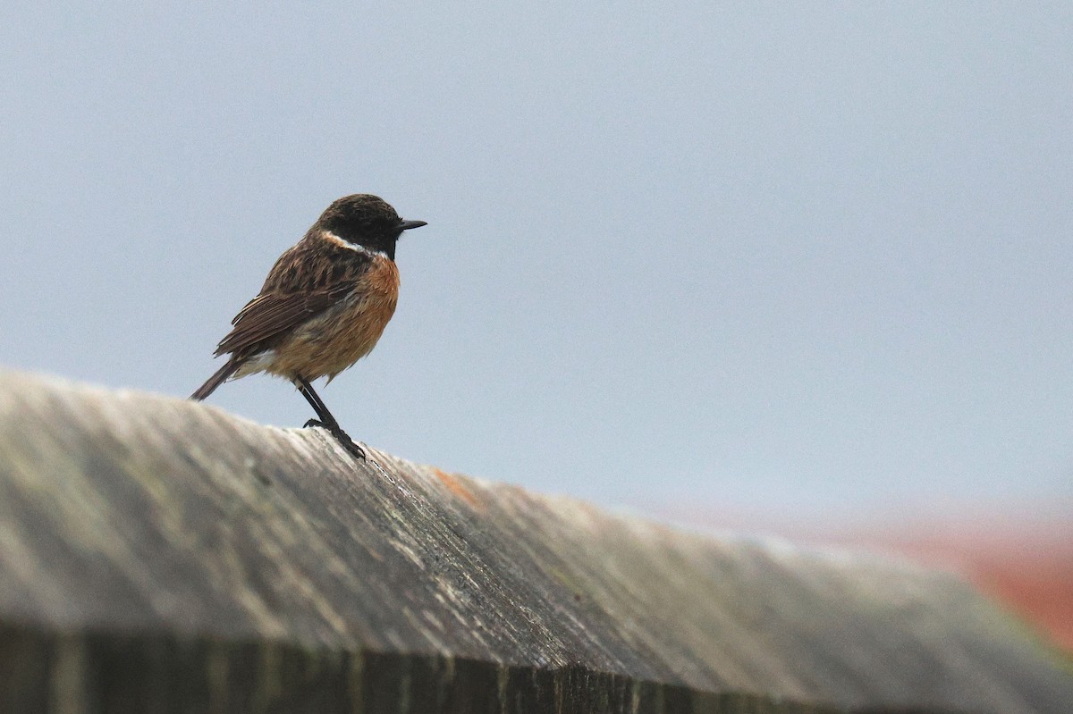 Pitxartxar burubeltza - ML630378006