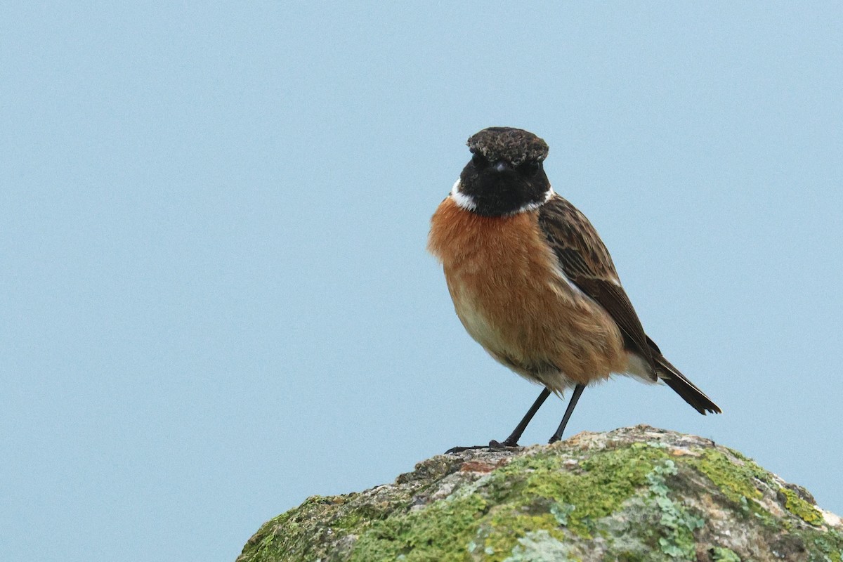 Pitxartxar burubeltza - ML630378013