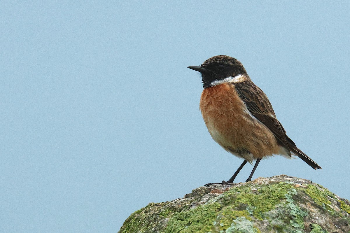 Pitxartxar burubeltza - ML630378014