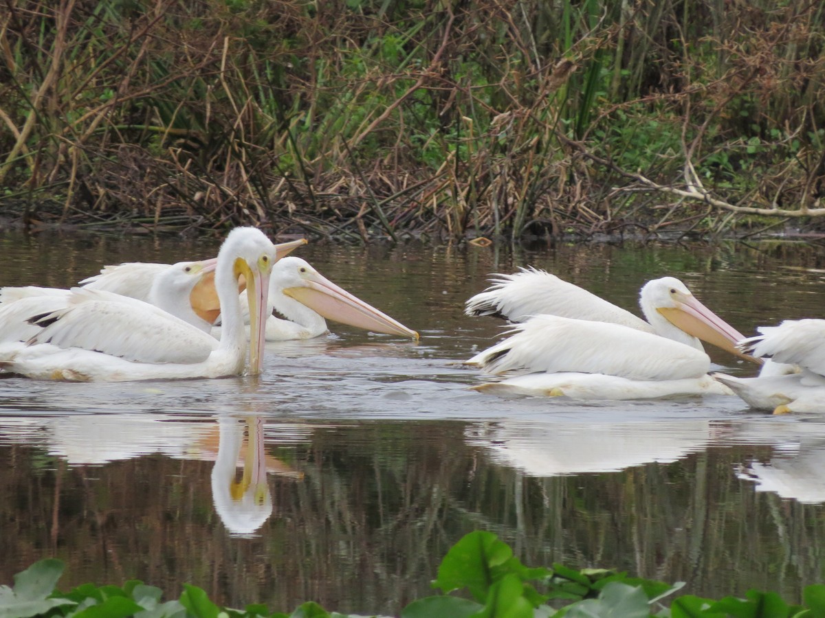 American White Pelican - ML630378112