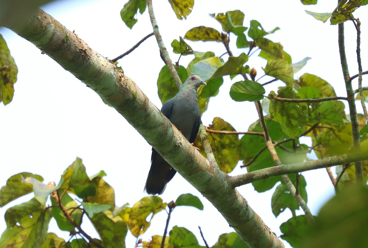Sao Tome Pigeon - ML630378113