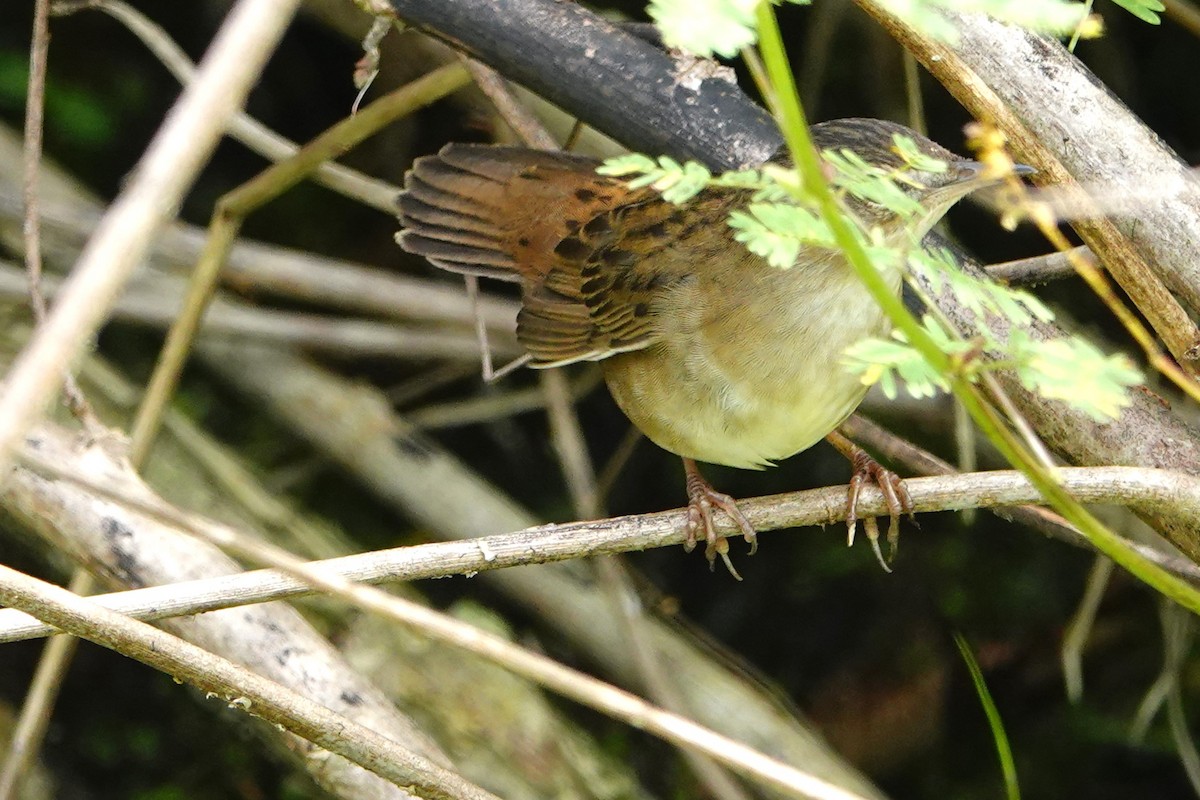 Pallas's Grasshopper Warbler - ML630378164