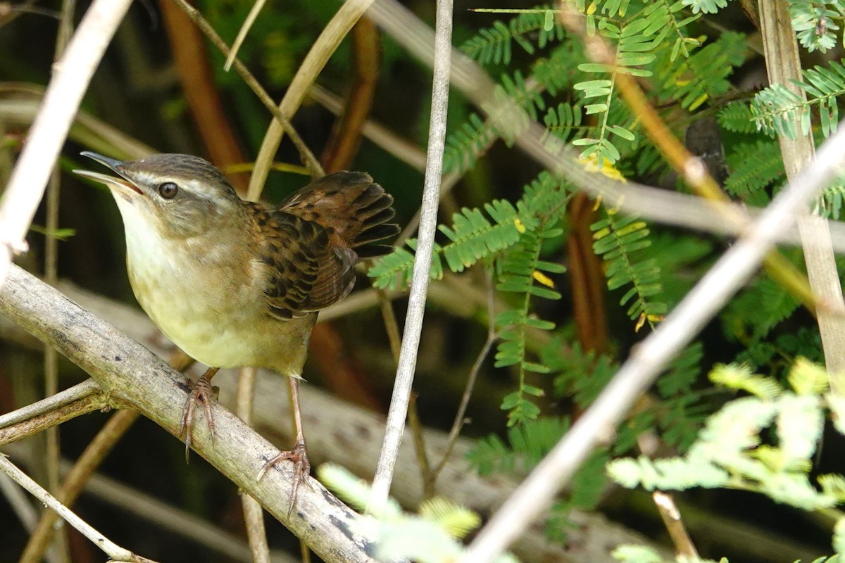 Pallas's Grasshopper Warbler - ML630378218