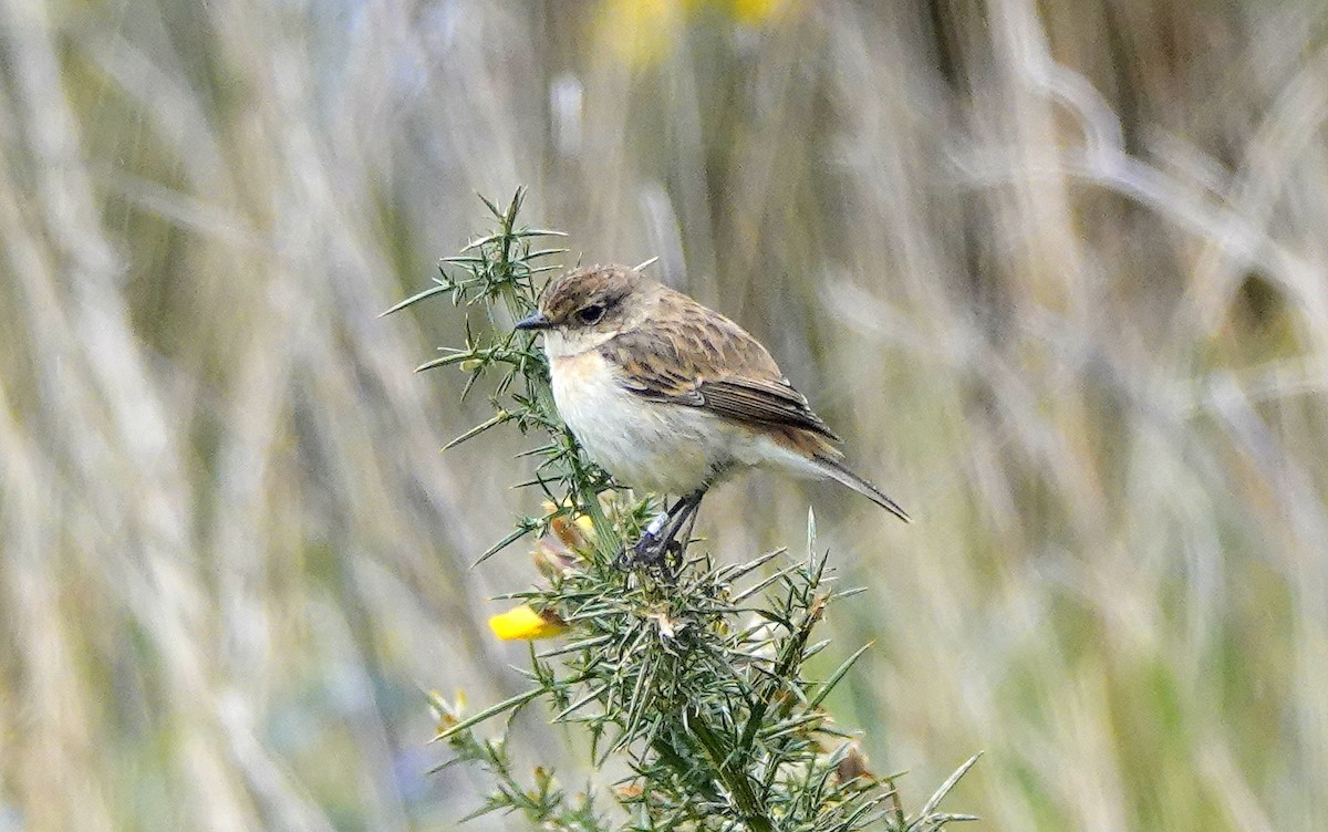 Amur Stonechat - ML630378706