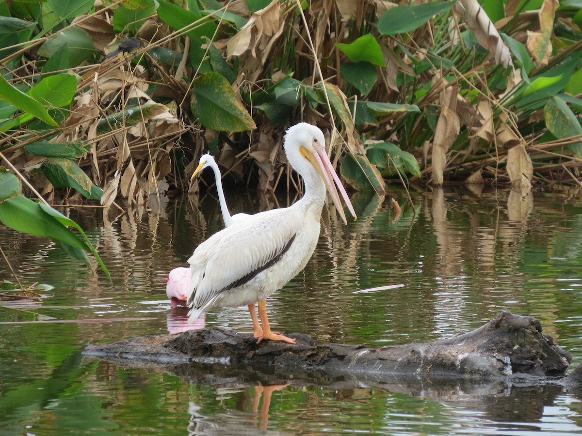 American White Pelican - ML630379099