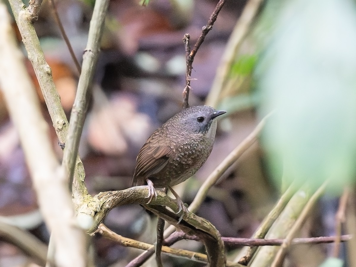 Lisu Wren-Babbler (undescribed form) - ML630379277
