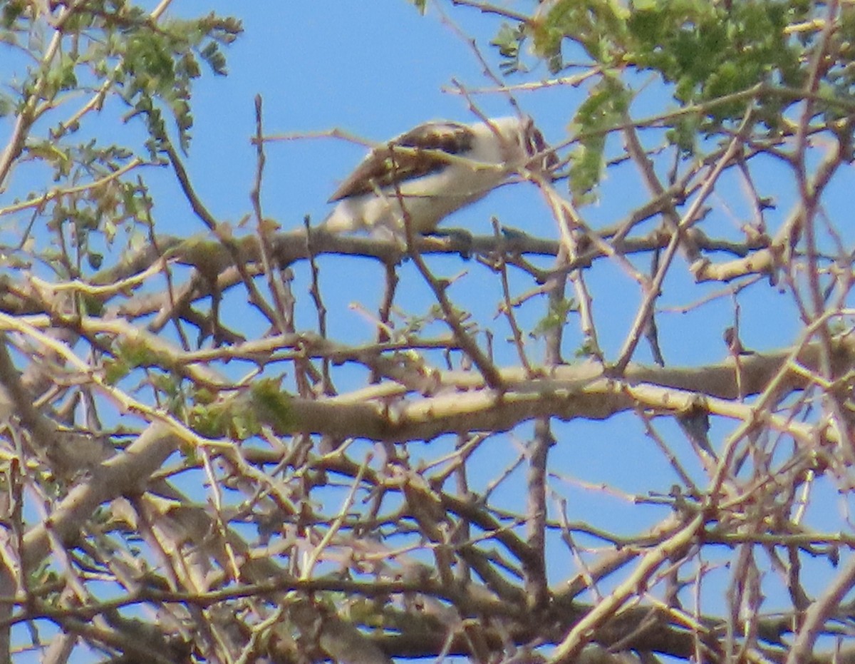 Chaplin's Barbet - ML630379478