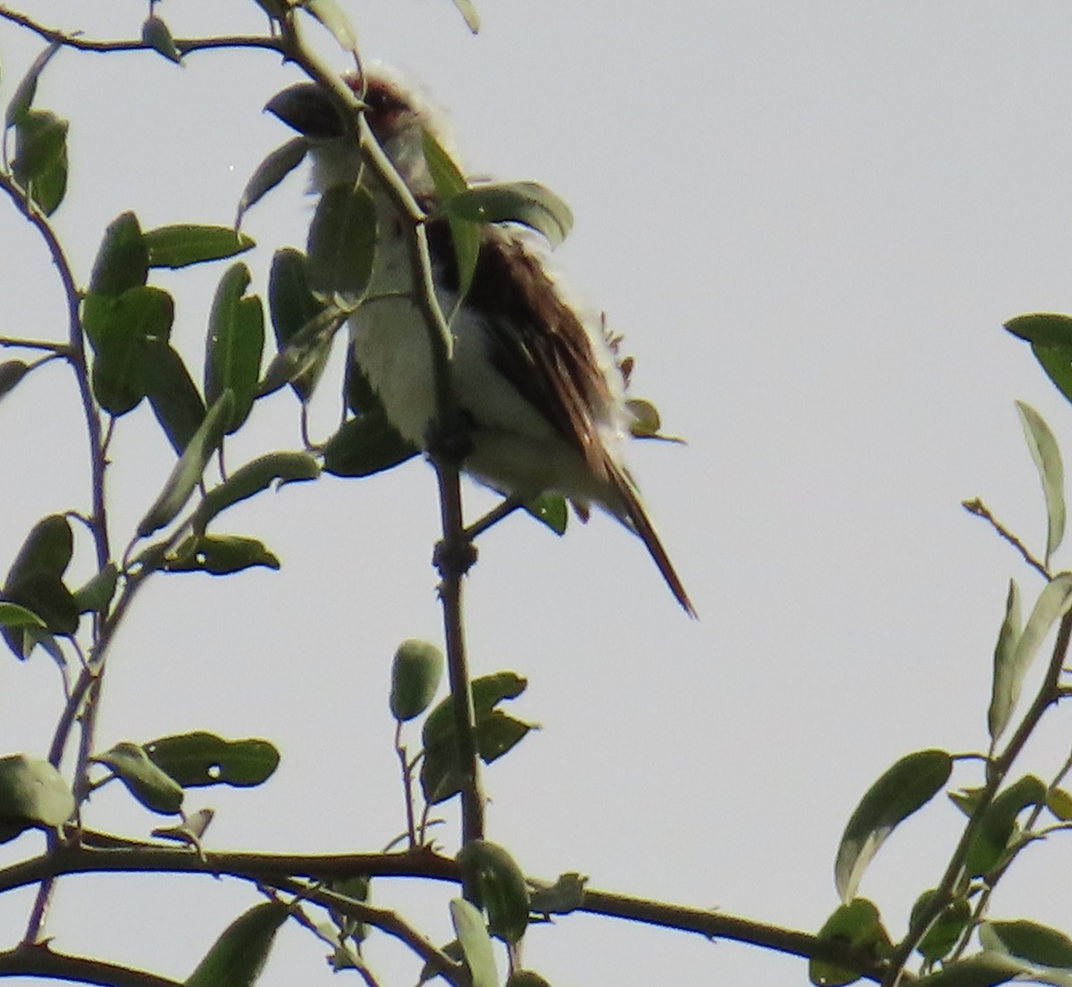 Chaplin's Barbet - ML630379479