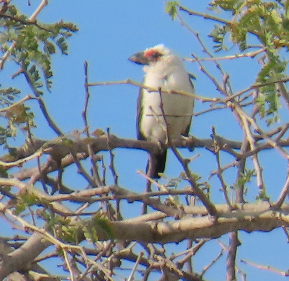 Chaplin's Barbet - ML630379480
