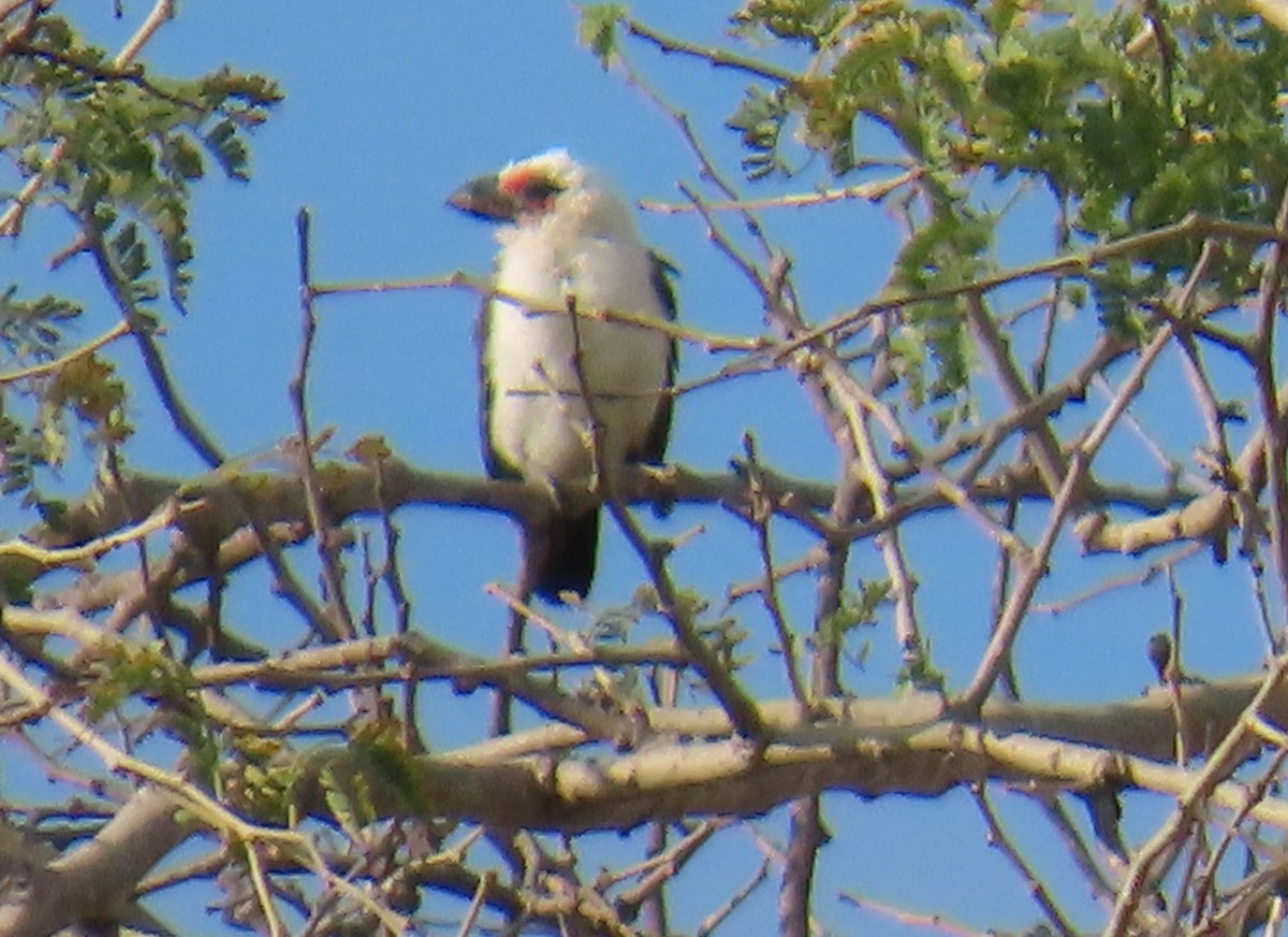 Chaplin's Barbet - ML630379481