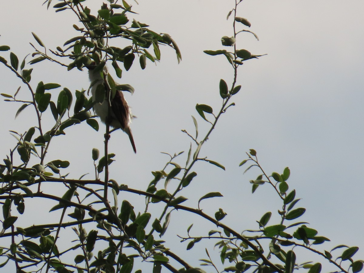 Chaplin's Barbet - ML630379482