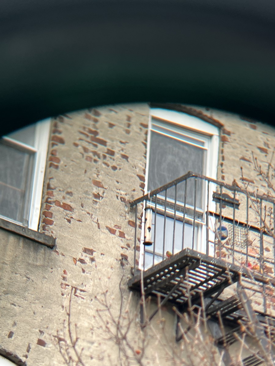 Painted Bunting - ML630379758