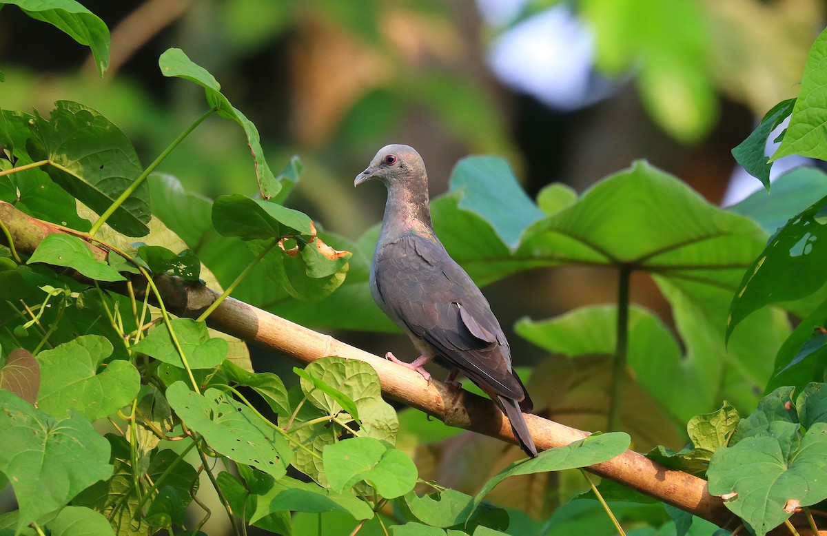 Sao Tome Pigeon - ML630379769