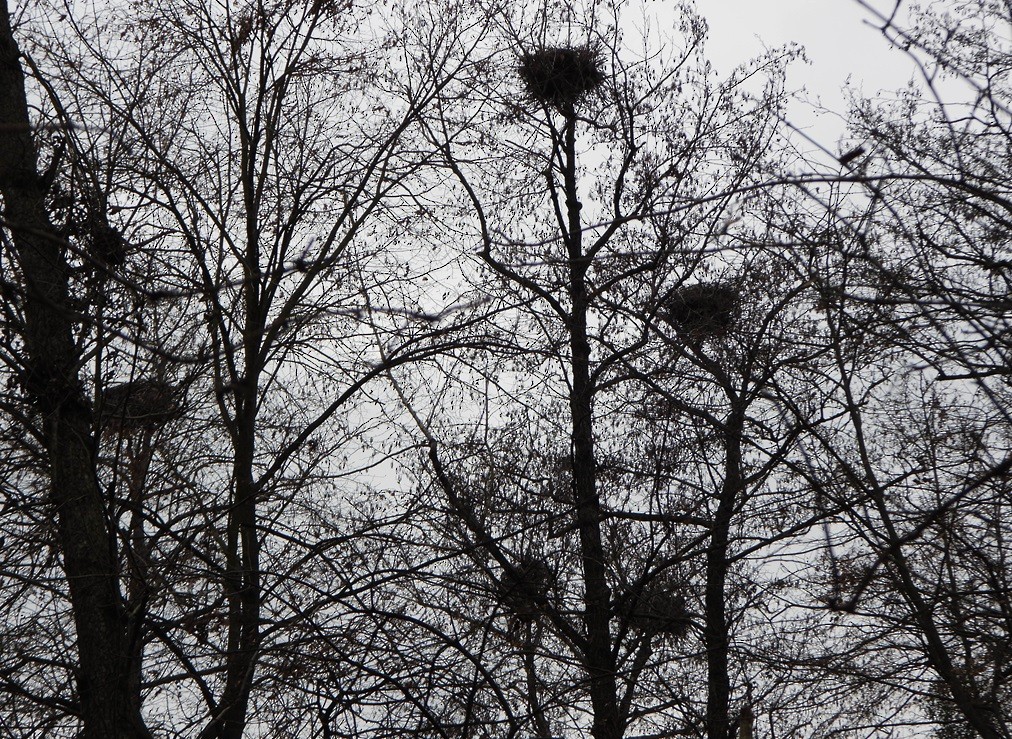 Хөх дэглий - ML630379894