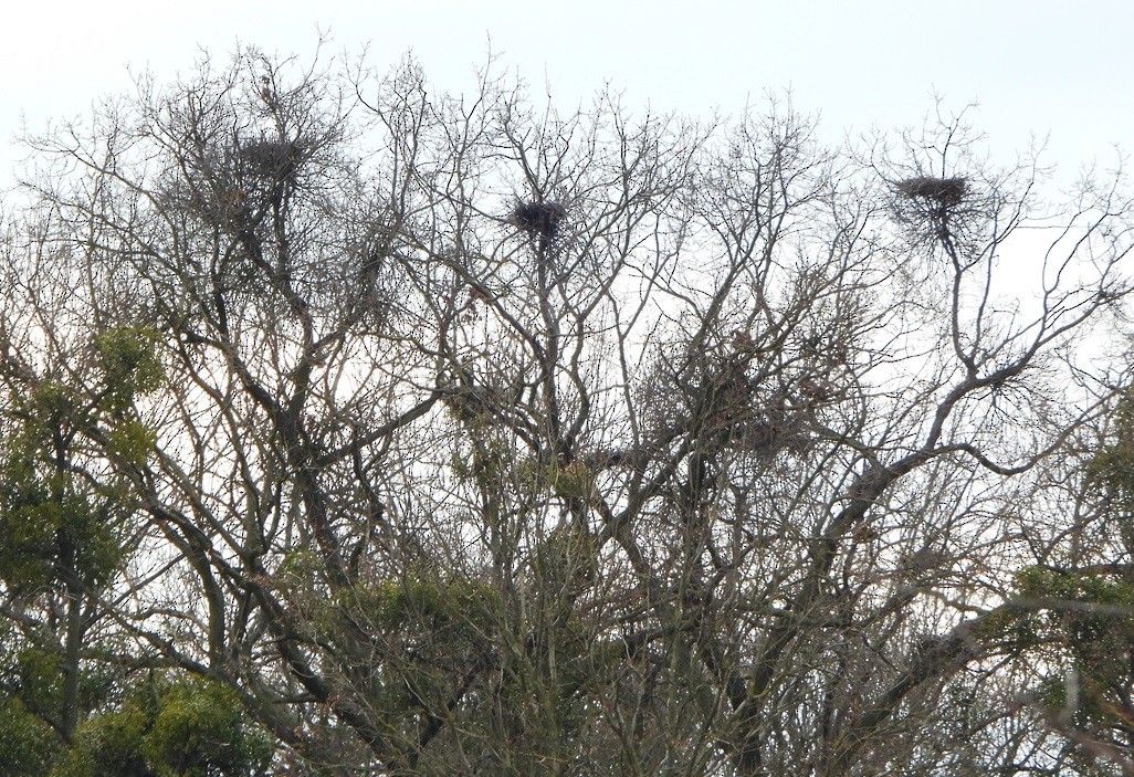 Хөх дэглий - ML630379895