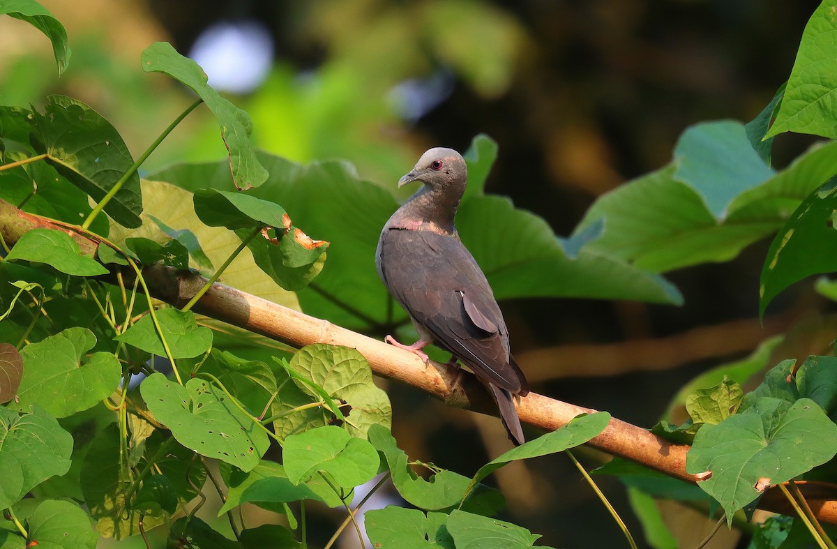Sao Tome Pigeon - ML630379915