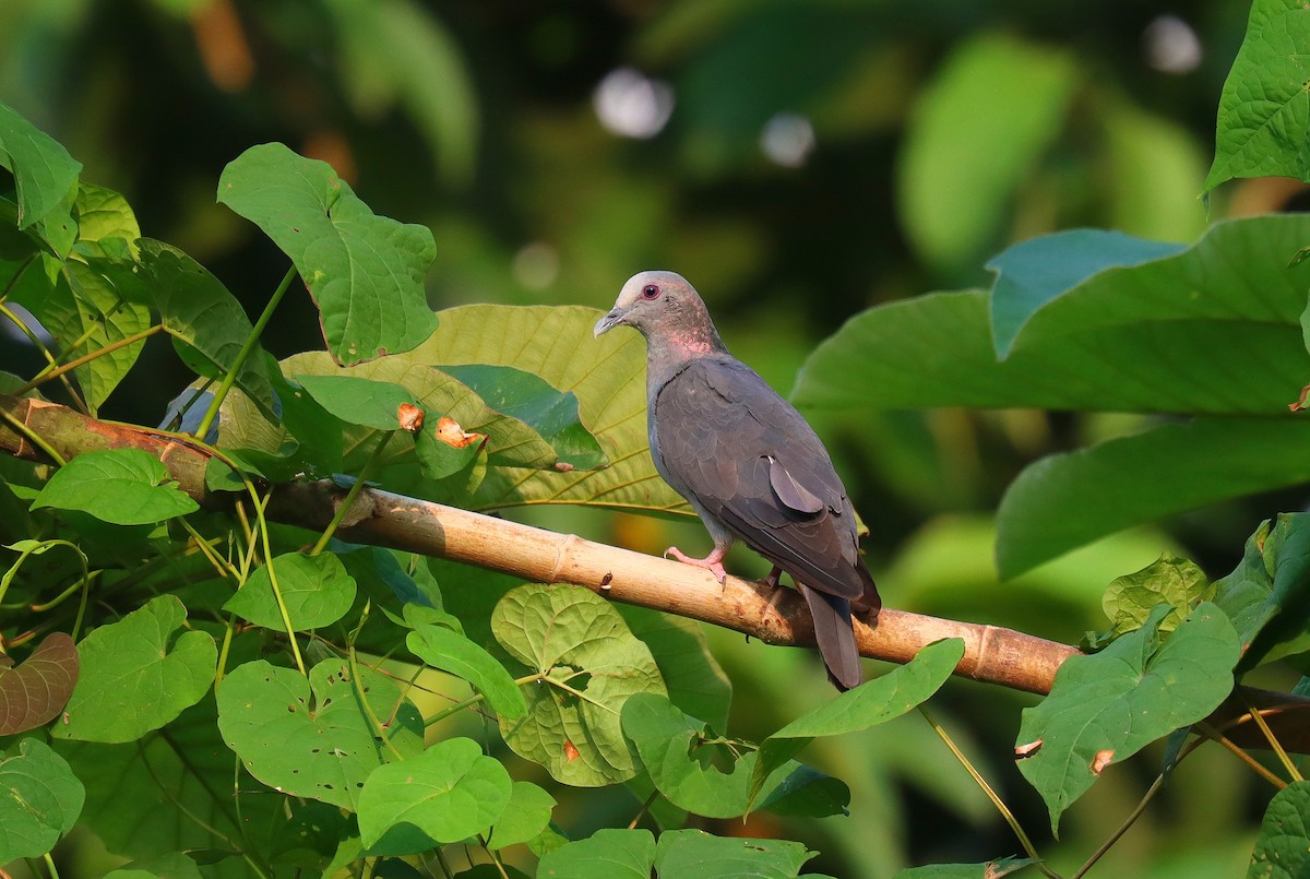 Sao Tome Pigeon - ML630380040