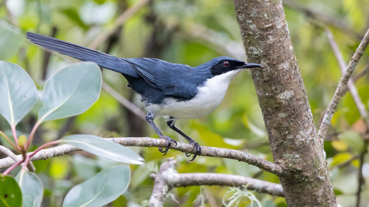 Blue-and-white Mockingbird - ML630380068