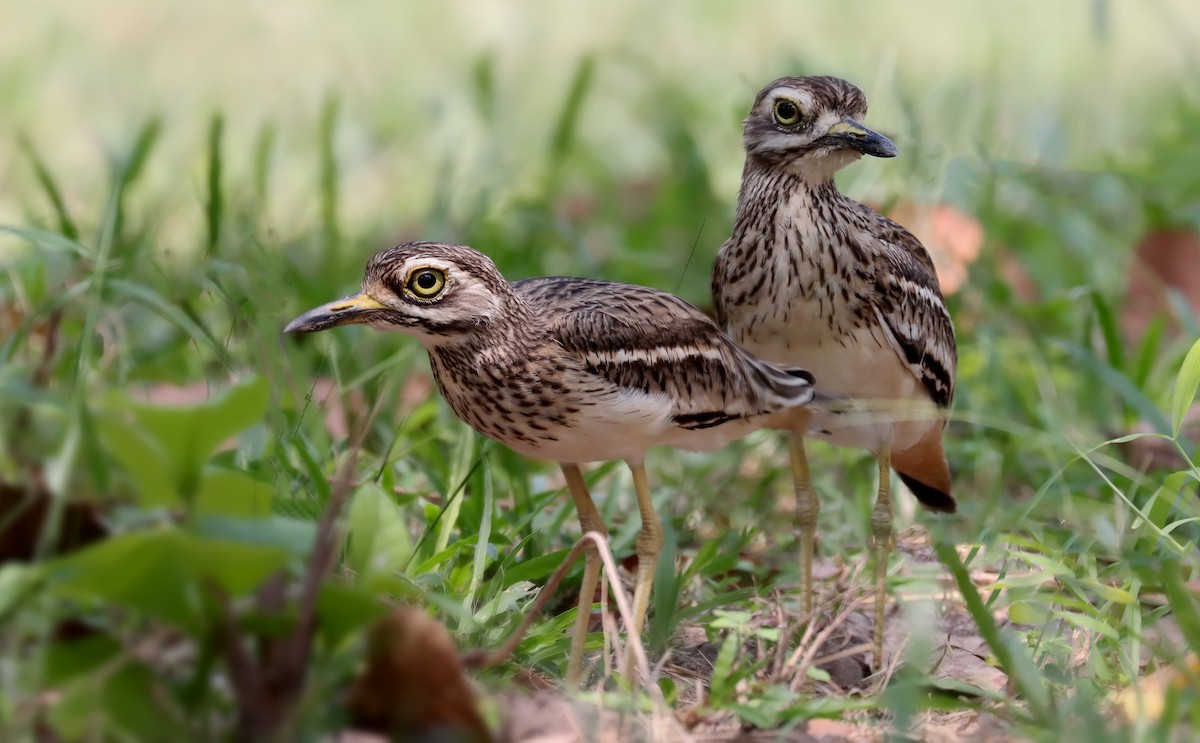 Indian Thick-knee - ML630380132