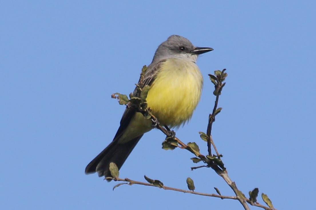 Tropical Kingbird - ML630380235