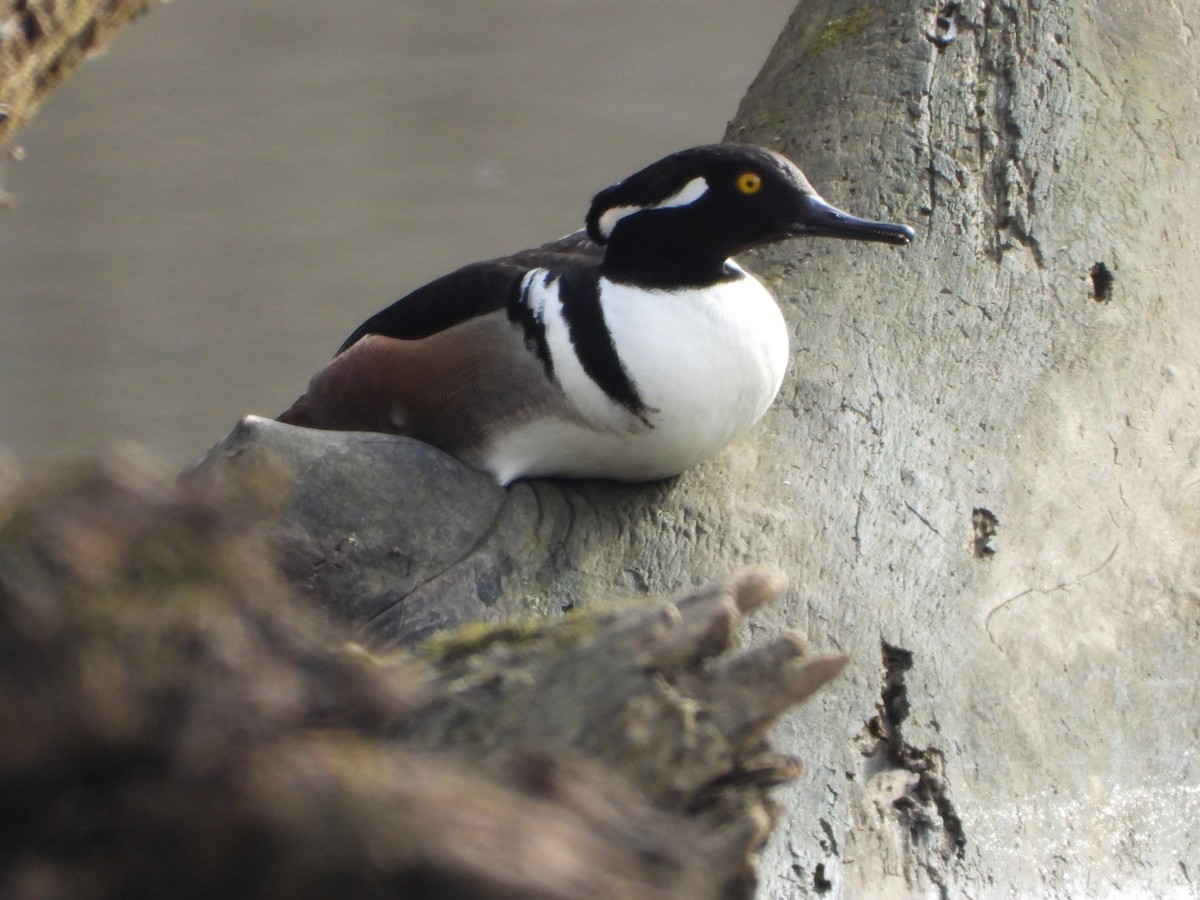 Hooded Merganser - ML630380359