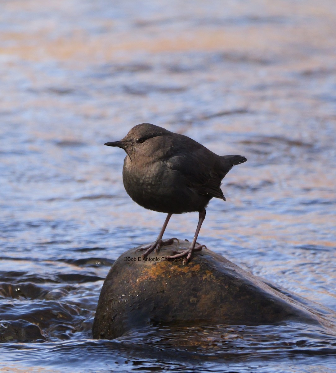 American Dipper - ML630380539