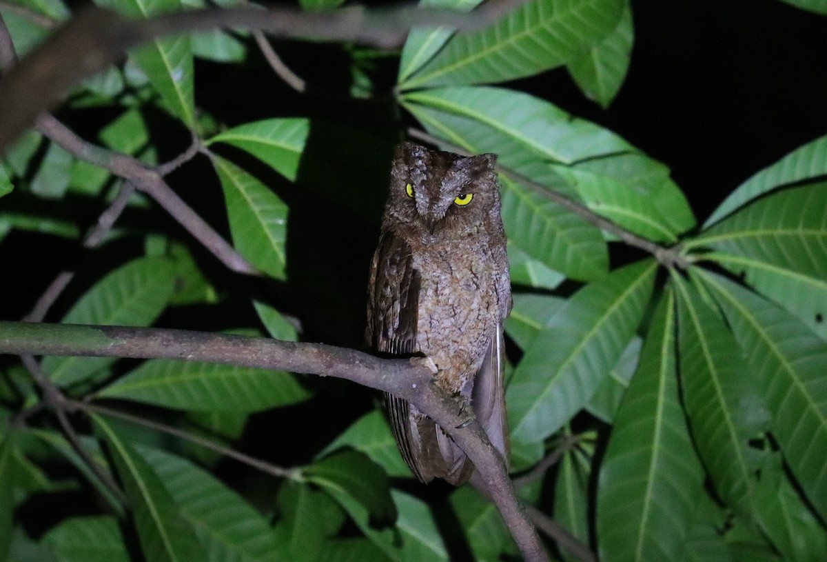 Principe Scops-Owl - ML630380712