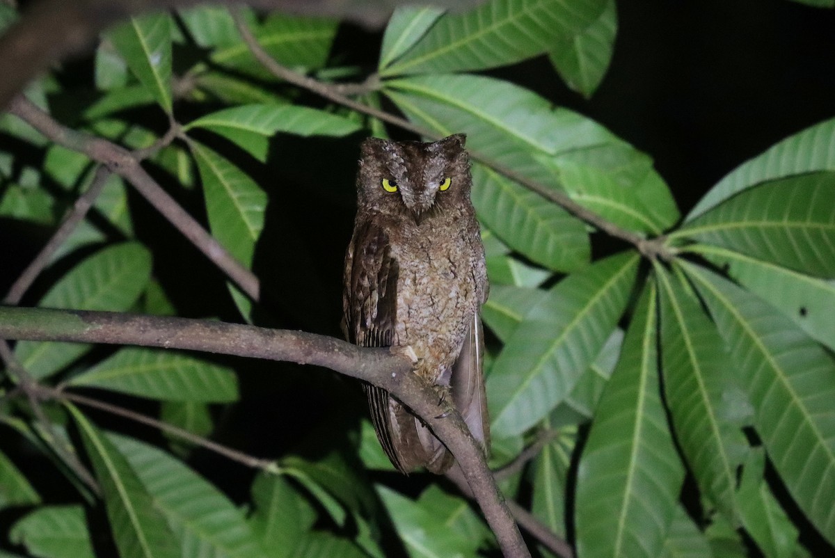 Principe Scops-Owl - ML630380720