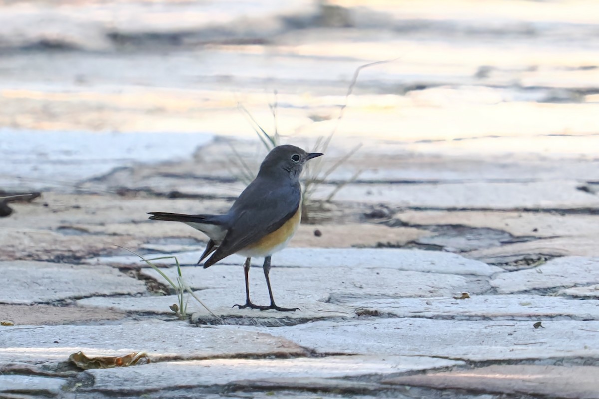 White-throated Robin - ML630380860